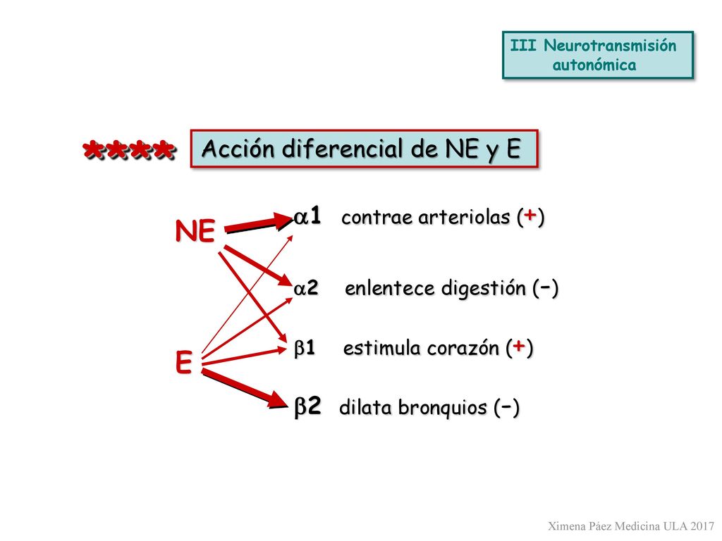 **** NE E Acción diferencial de NE y E a1 contrae arteriolas (+)