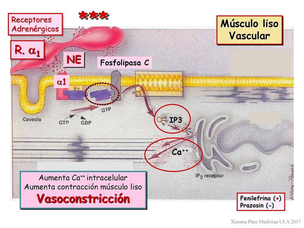 * ** R. a1 Vasoconstricción Músculo liso Vascular NE a1 Ca++