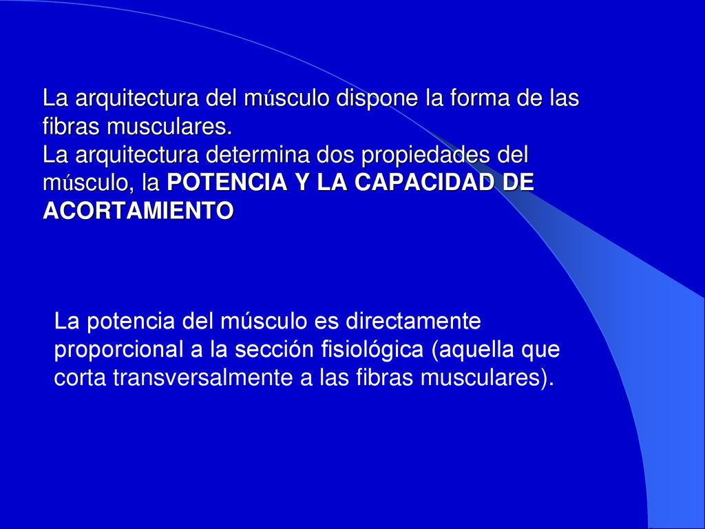 La arquitectura del músculo dispone la forma de las fibras musculares