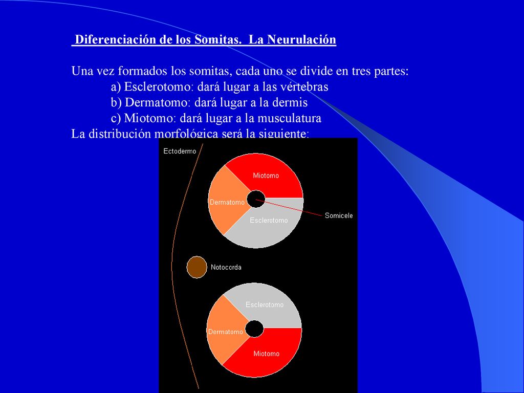 Diferenciación de los Somitas. La Neurulación. Una vez formados los somitas, cada uno se divide en tres partes: