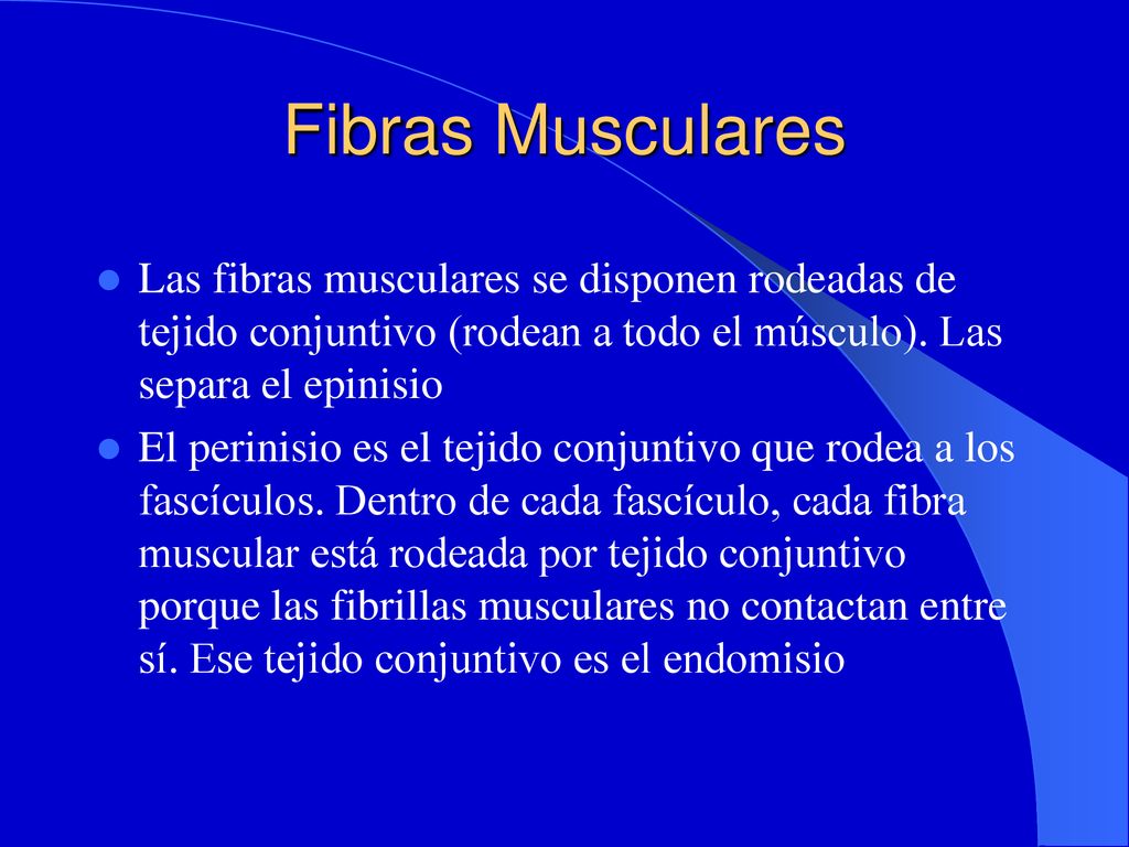Fibras Musculares Las fibras musculares se disponen rodeadas de tejido conjuntivo (rodean a todo el músculo). Las separa el epinisio.