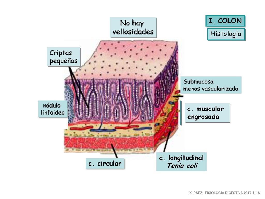 No hay vellosidades I. COLON Histología Criptas pequeñas c. muscular