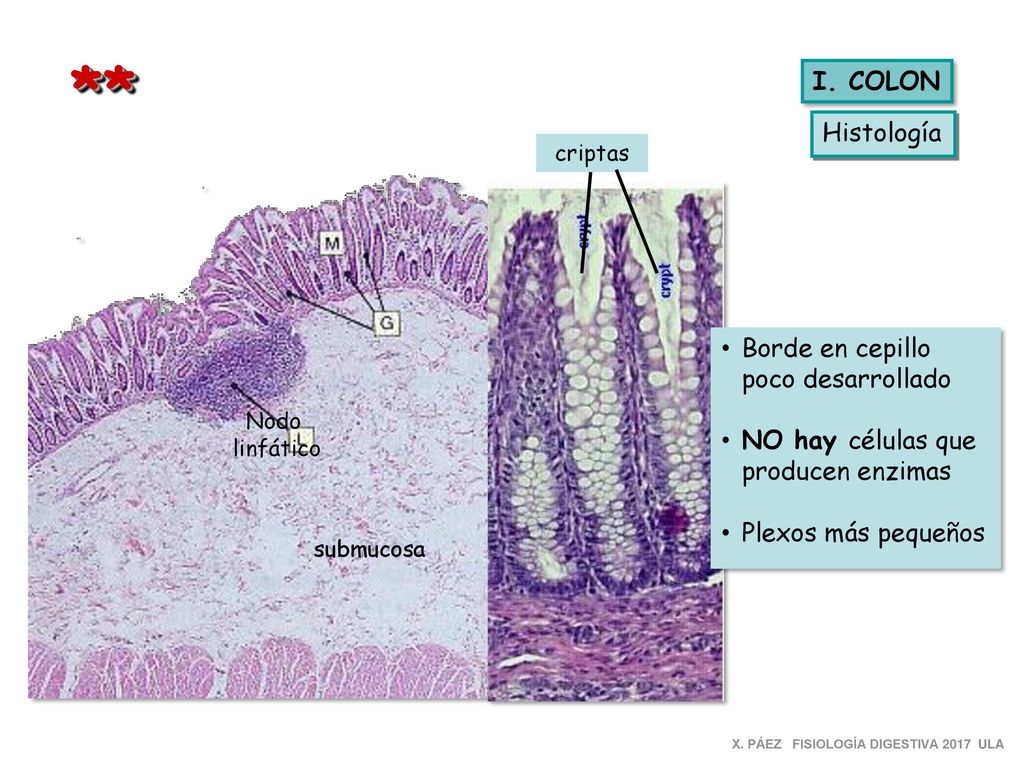 ** I. COLON Histología Borde en cepillo poco desarrollado