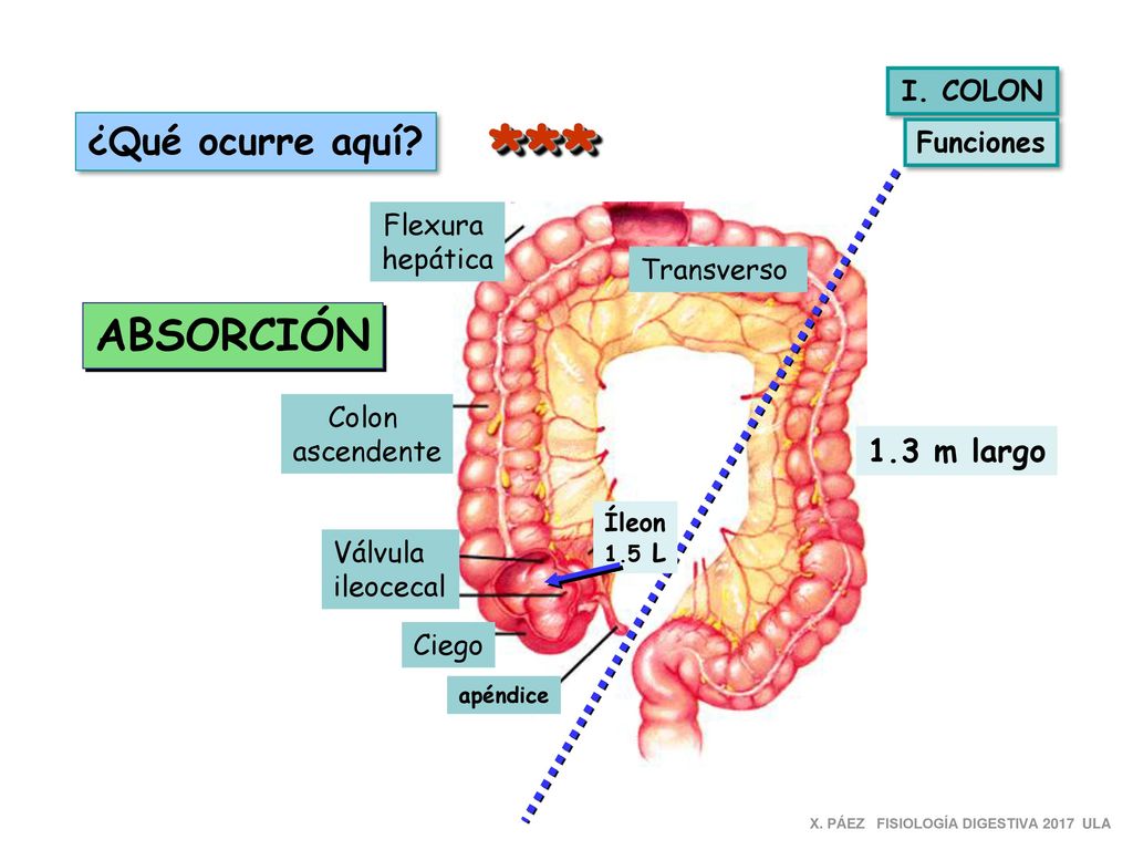 *** ABSORCIÓN ¿Qué ocurre aquí 1.3 m largo I. COLON Funciones Flexura