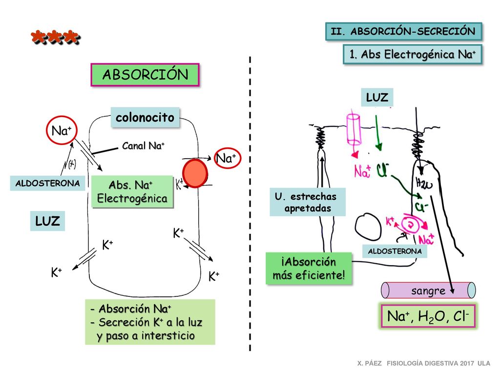 *** ABSORCIÓN Na+, H2O, Cl- colonocito Na+ Na+ LUZ K+ K+ K+ K+