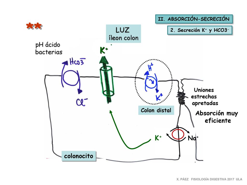 ** K+ LUZ K+ íleon colon pH ácido bacterias Absorción muy eficiente