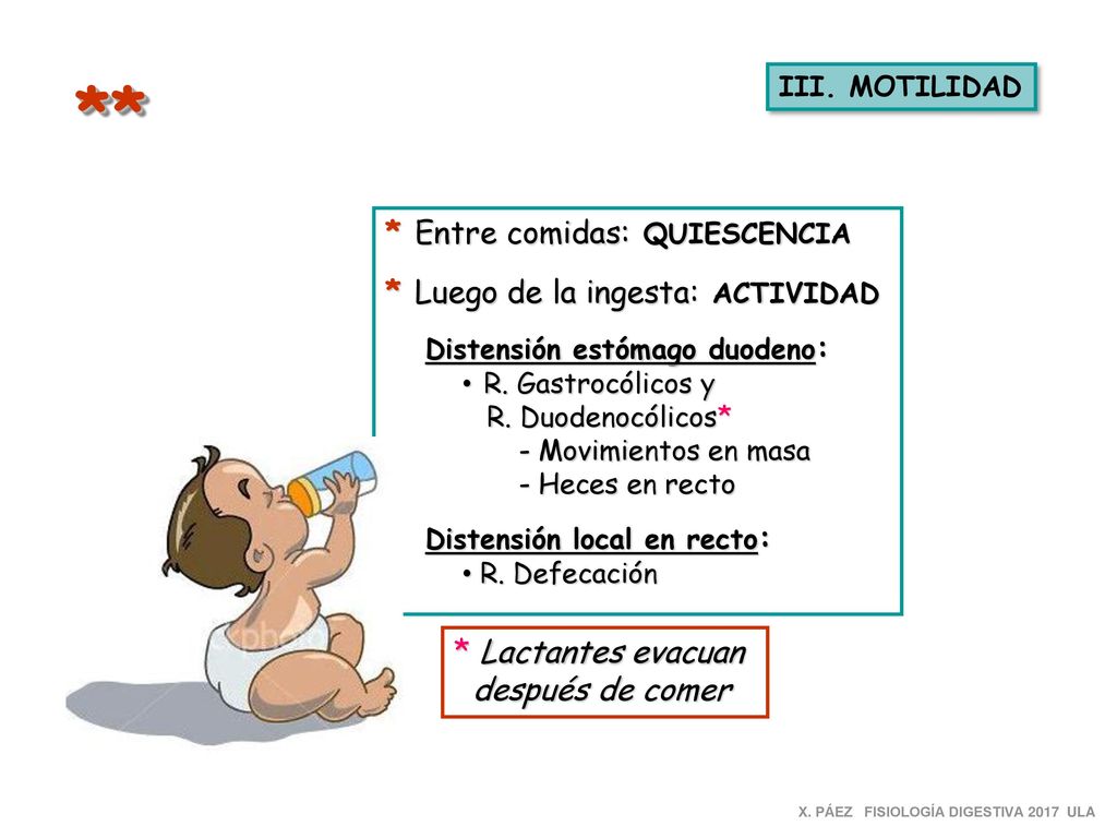 ** * Entre comidas: QUIESCENCIA * Luego de la ingesta: ACTIVIDAD