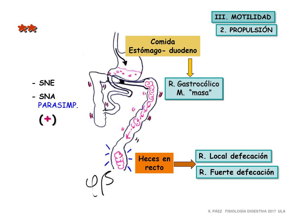 ** Comida Estómago- duodeno - SNE R. Gastrocólico M. masa - SNA
