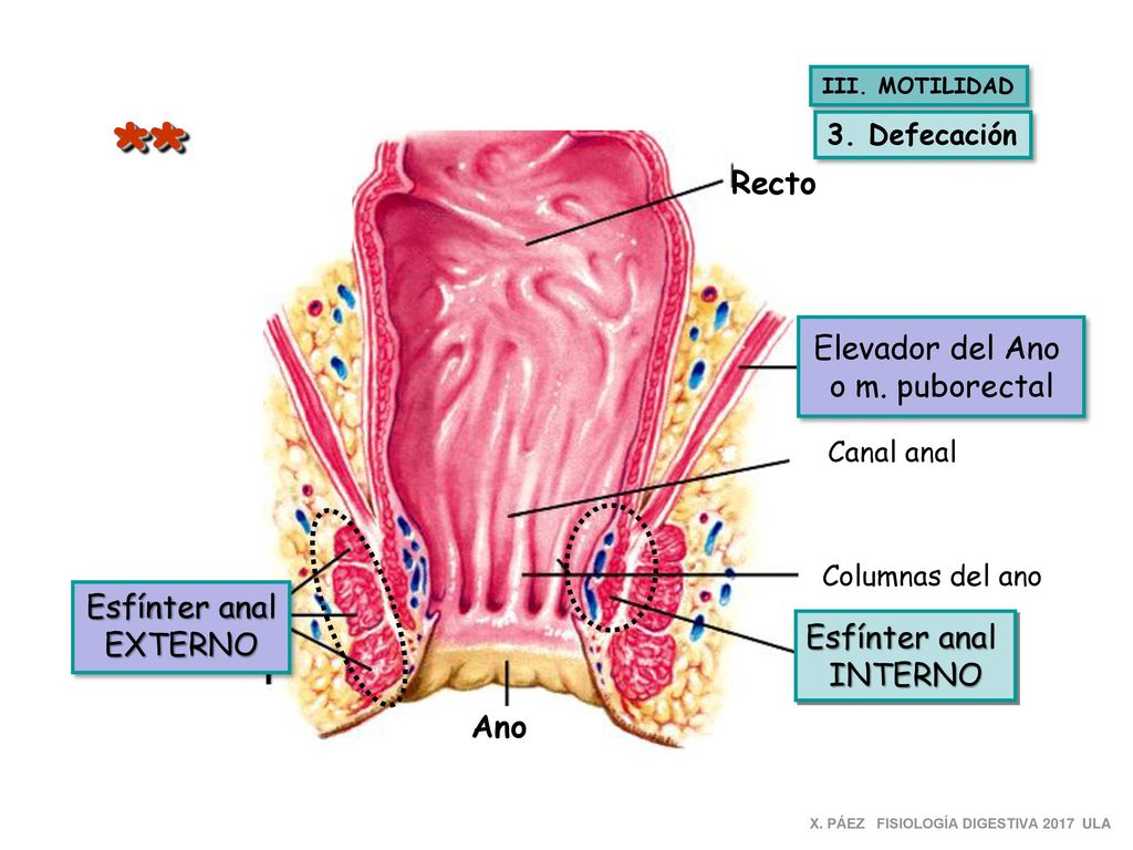 ** Recto Elevador del Ano o m. puborectal Esfínter anal EXTERNO