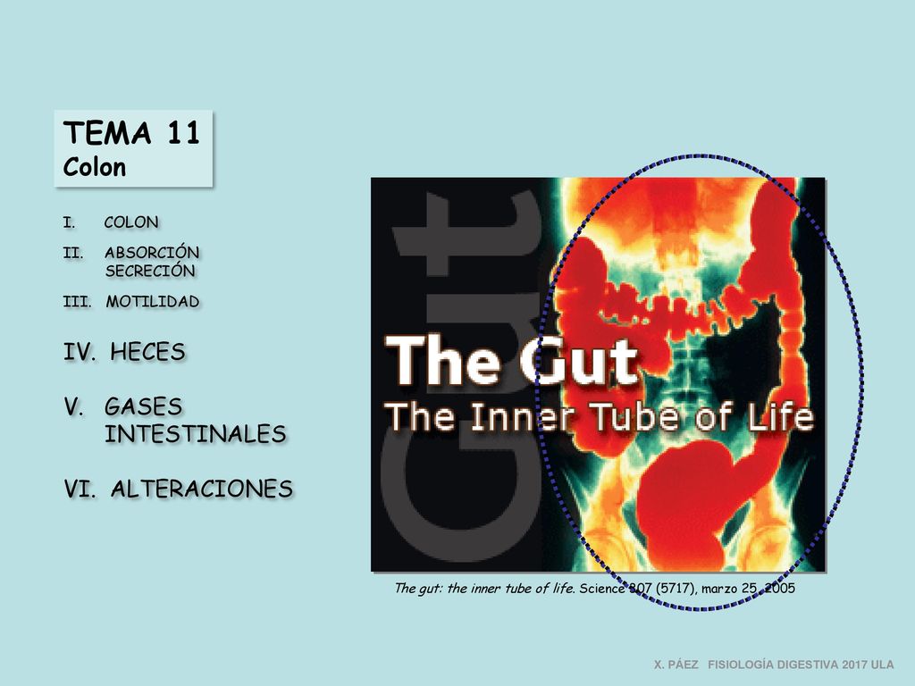 The gut: the inner tube of life. Science 307 (5717), marzo 25, 2005