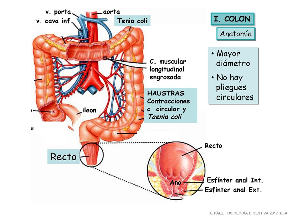 Recto Mayor diámetro No hay pliegues circulares I. COLON Anatomía