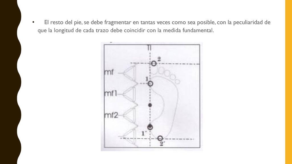 El resto del pie, se debe fragmentar en tantas veces como sea posible, con la peculiaridad de que la longitud de cada trazo debe coincidir con la medida fundamental.