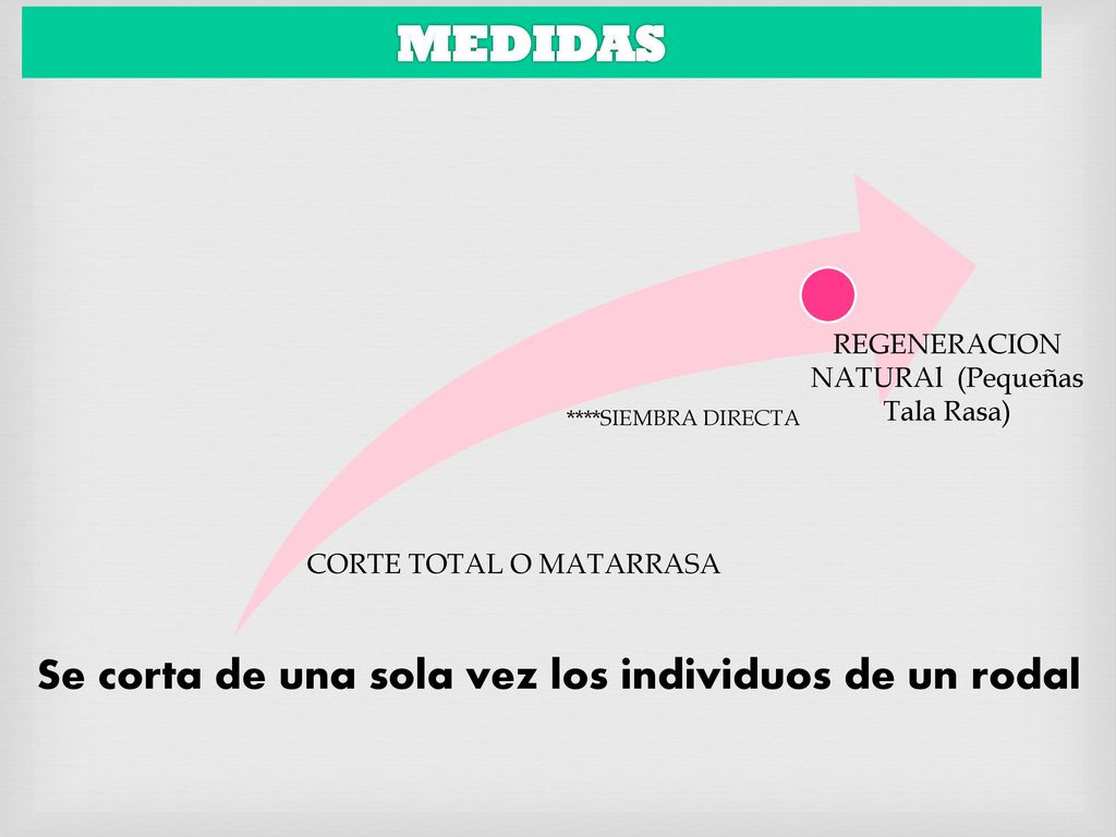 MEDIDAS Se corta de una sola vez los individuos de un rodal
