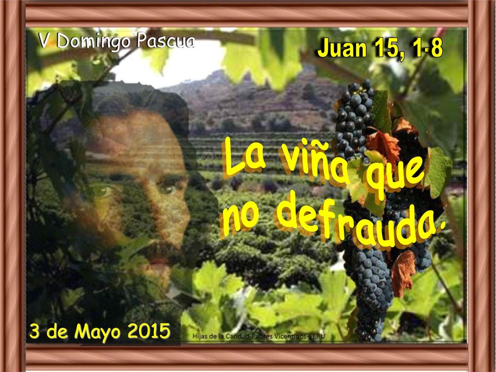 V Domingo Pascua Juan 15, 1-8 La viña que no defrauda. 3 de Mayo 2015