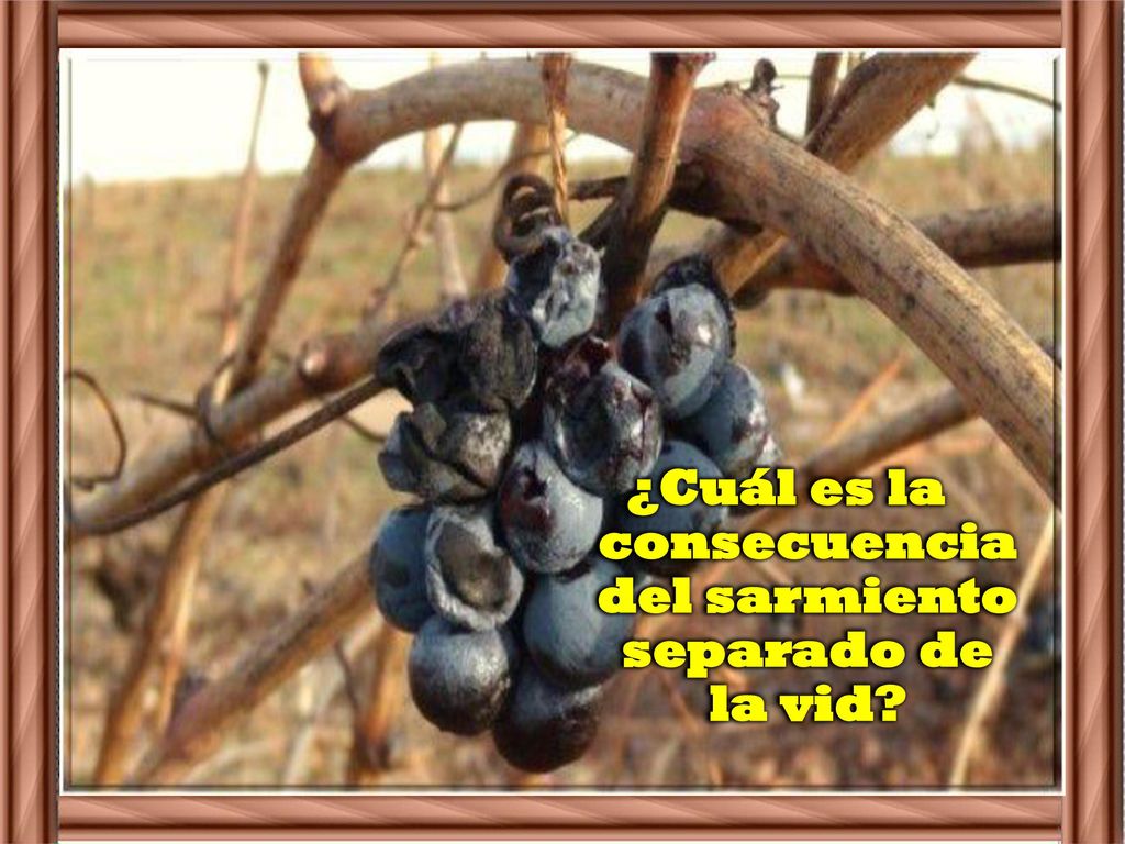 ¿Cuál es la consecuencia del sarmiento separado de la vid