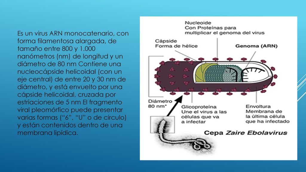 Es un virus ARN monocatenario, con forma filamentosa alargada, de tamaño entre 800 y nanómetros (nm) de longitud y un diámetro de 80 nm Contiene una nucleocápside helicoidal (con un eje central) de entre 20 y 30 nm de diámetro, y está envuelto por una cápside helicoidal, cruzada por estriaciones de 5 nm El fragmento viral pleomórfico puede presentar varias formas ( 6 , U o de círculo) y están contenidos dentro de una membrana lipídica.