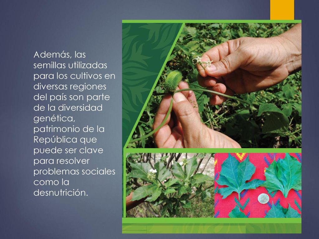 Además, las semillas utilizadas para los cultivos en diversas regiones del país son parte de la diversidad genética, patrimonio de la República que puede ser clave para resolver problemas sociales como la desnutrición.