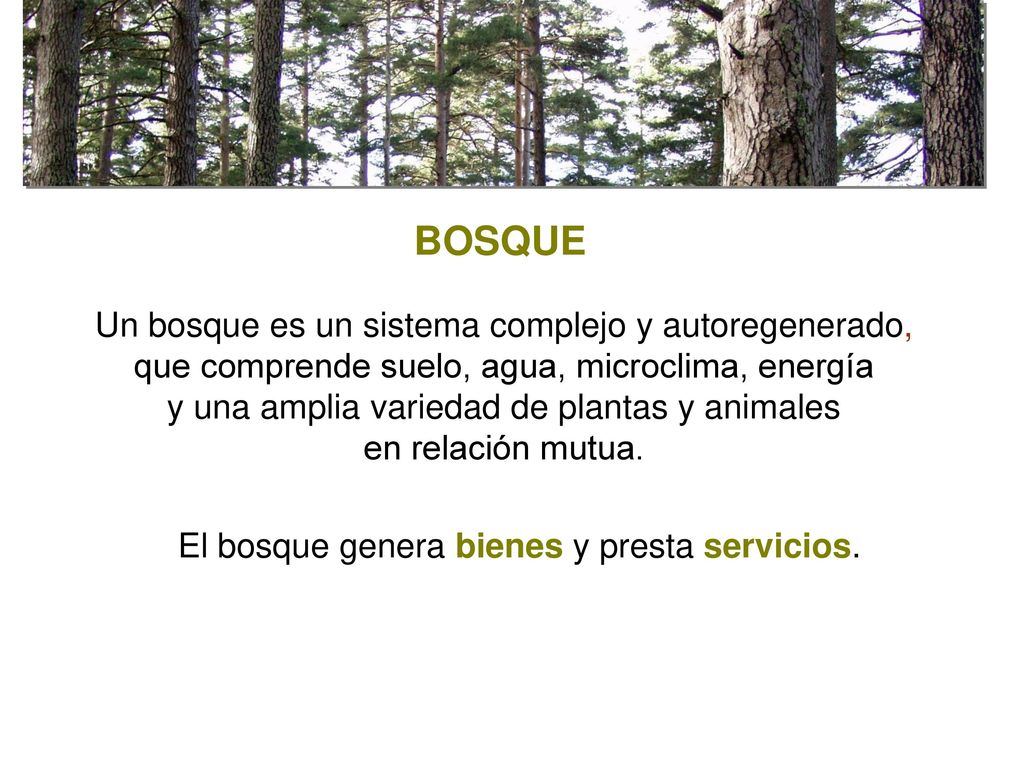 BOSQUE Un bosque es un sistema complejo y autoregenerado, que comprende suelo, agua, microclima, energía.