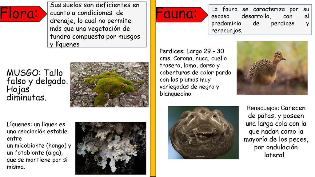 Flora: Fauna: MUSGO: Tallo falso y delgado. Hojas diminutas.