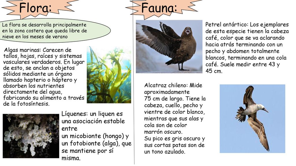 Flora: Fauna: La flora se desarrolla principalmente en la zona costera que queda libre de nieve en los meses de verano.