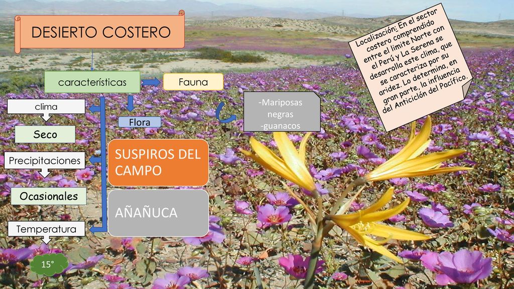 DESIERTO COSTERO SUSPIROS DEL CAMPO AÑAÑUCA -Mariposas negras Flora