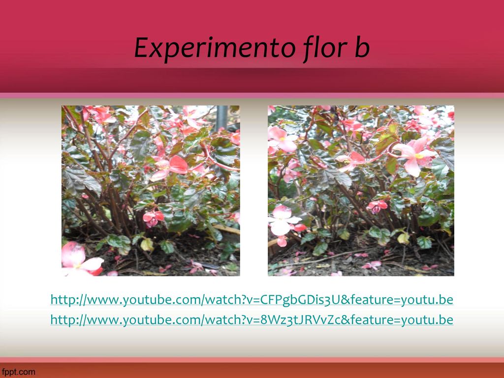 Experimento flor b   v=CFPgbGDis3U&feature=youtu.be   v=8Wz3tJRVvZc&feature=youtu.be