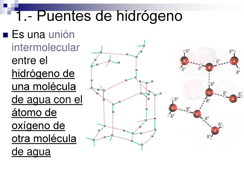 1.- Puentes de hidrógeno Es una unión intermolecular entre el hidrógeno de una molécula de agua con el átomo de oxígeno de otra molécula de agua.