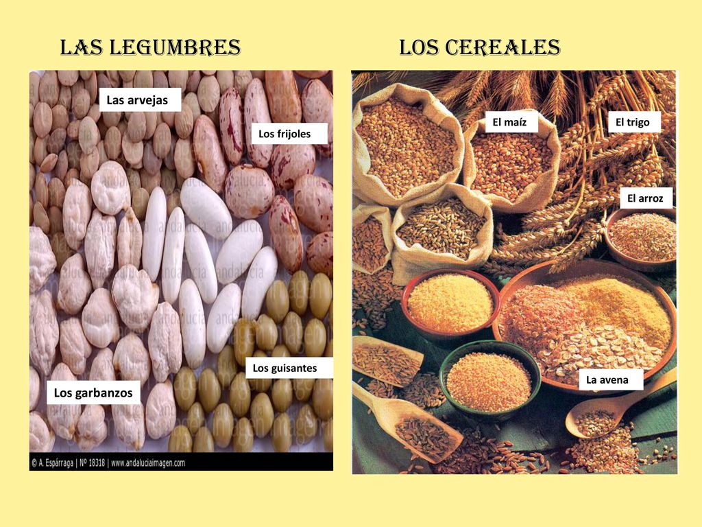 Las legumbres los cereales Las arvejas Los garbanzos El maíz El trigo