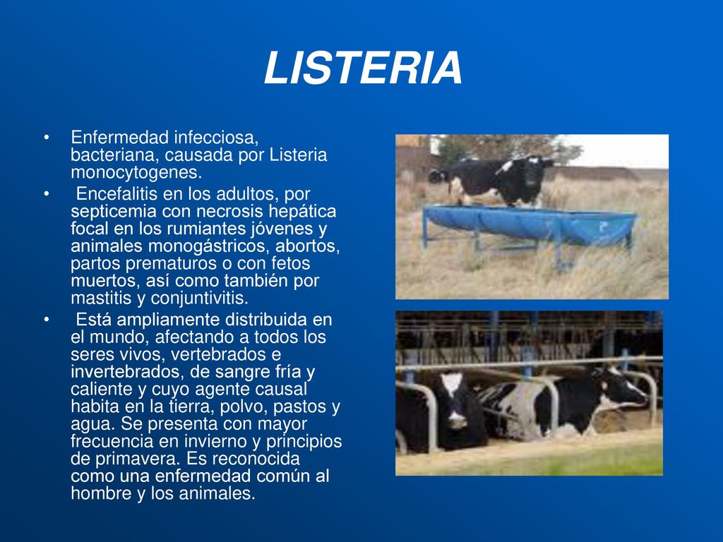 LISTERIA Enfermedad infecciosa, bacteriana, causada por Listeria monocytogenes.