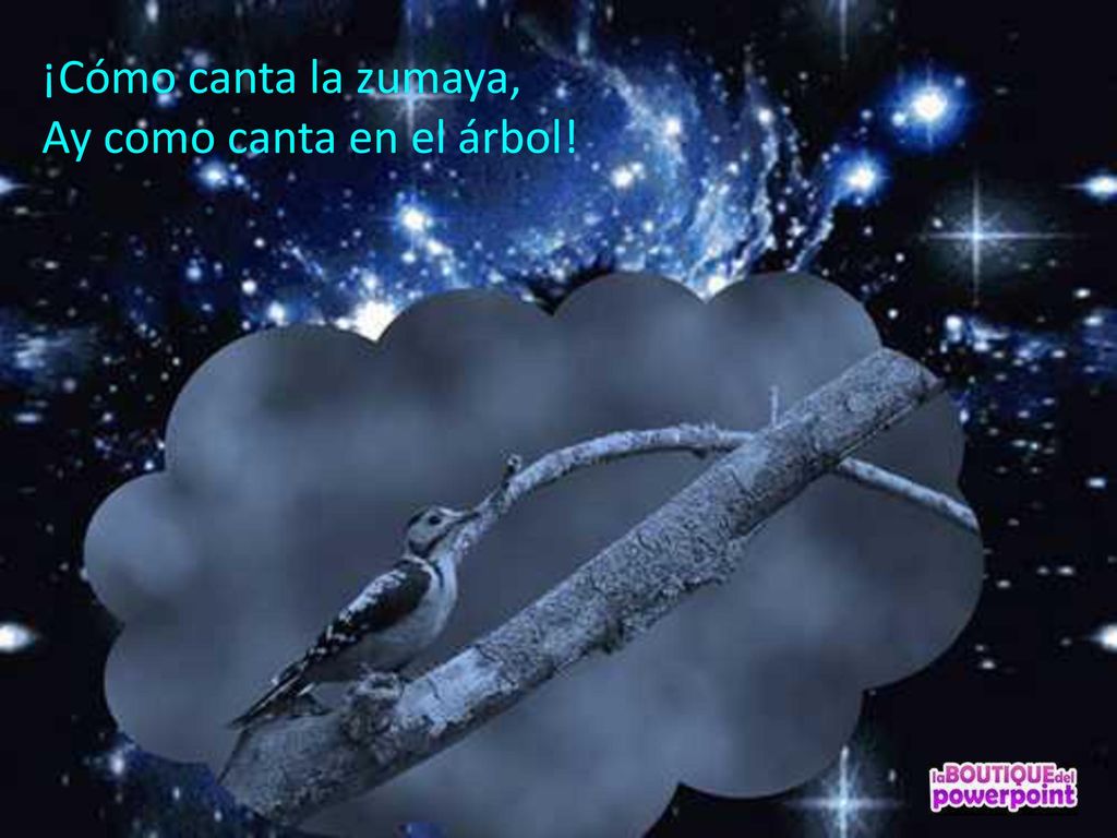¡Cómo canta la zumaya, Ay como canta en el árbol!