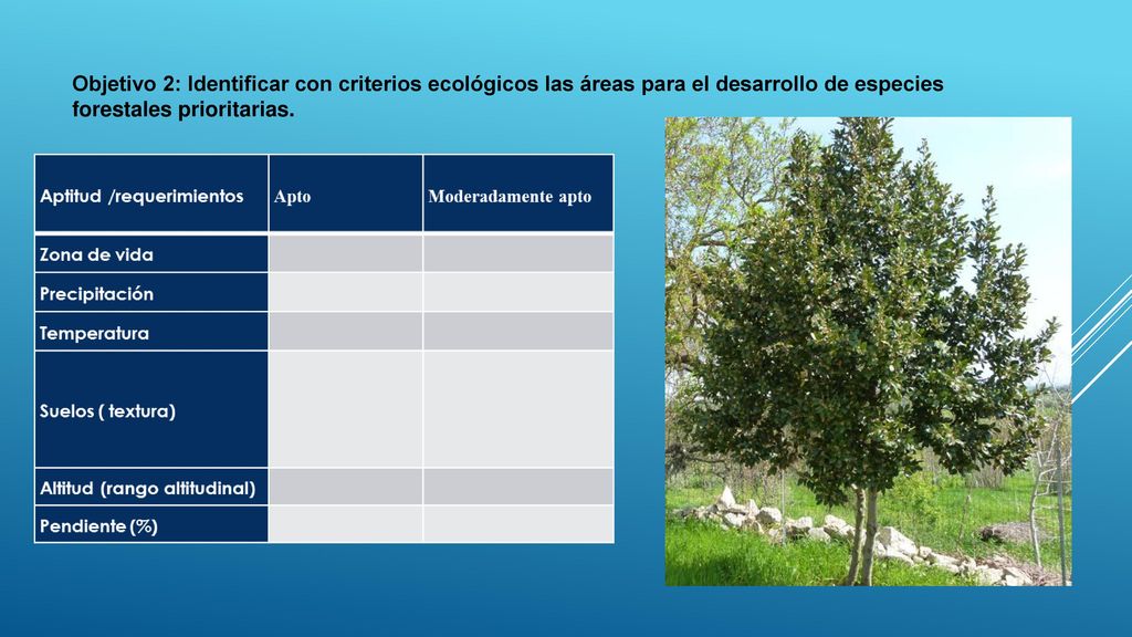Objetivo 2: Identificar con criterios ecológicos las áreas para el desarrollo de especies forestales prioritarias.