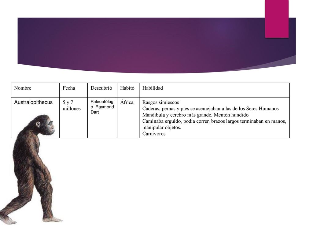 Caderas, pernas y pies se asemejaban a las de los Seres Humanos