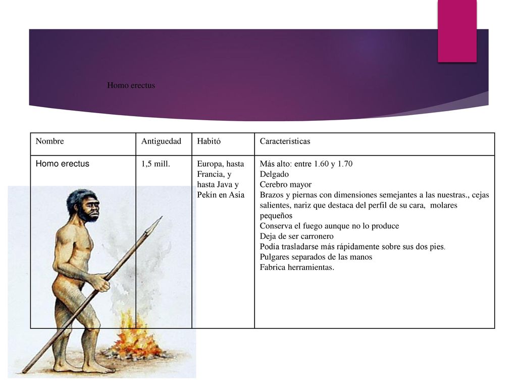 Homo erectus Nombre. Antiguedad. Habitó. Características. Homo erectus. 1,5 mill. Europa, hasta Francia, y hasta Java y Pekín en Asia.