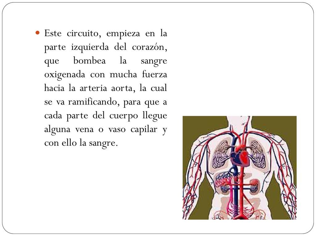 Este circuito, empieza en la parte izquierda del corazón, que bombea la sangre oxigenada con mucha fuerza hacia la arteria aorta, la cual se va ramificando, para que a cada parte del cuerpo llegue alguna vena o vaso capilar y con ello la sangre.