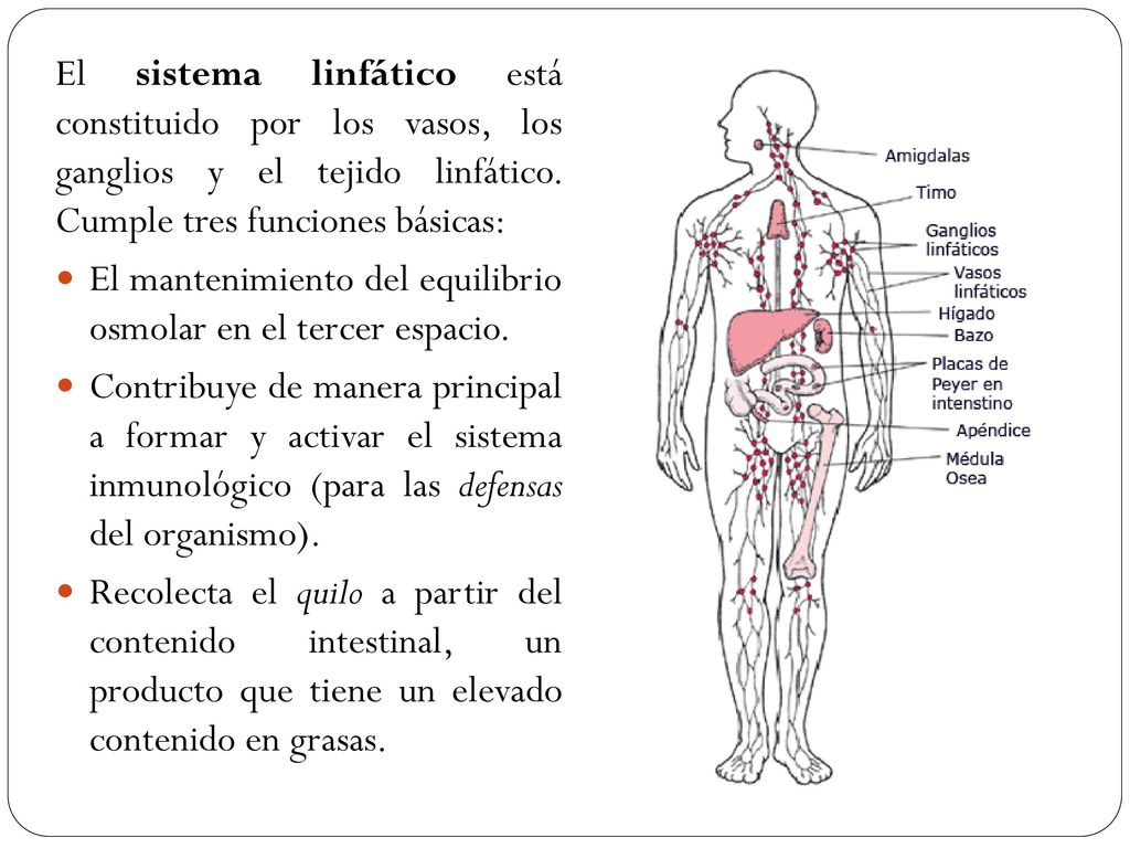 El sistema linfático está constituido por los vasos, los ganglios y el tejido linfático. Cumple tres funciones básicas:
