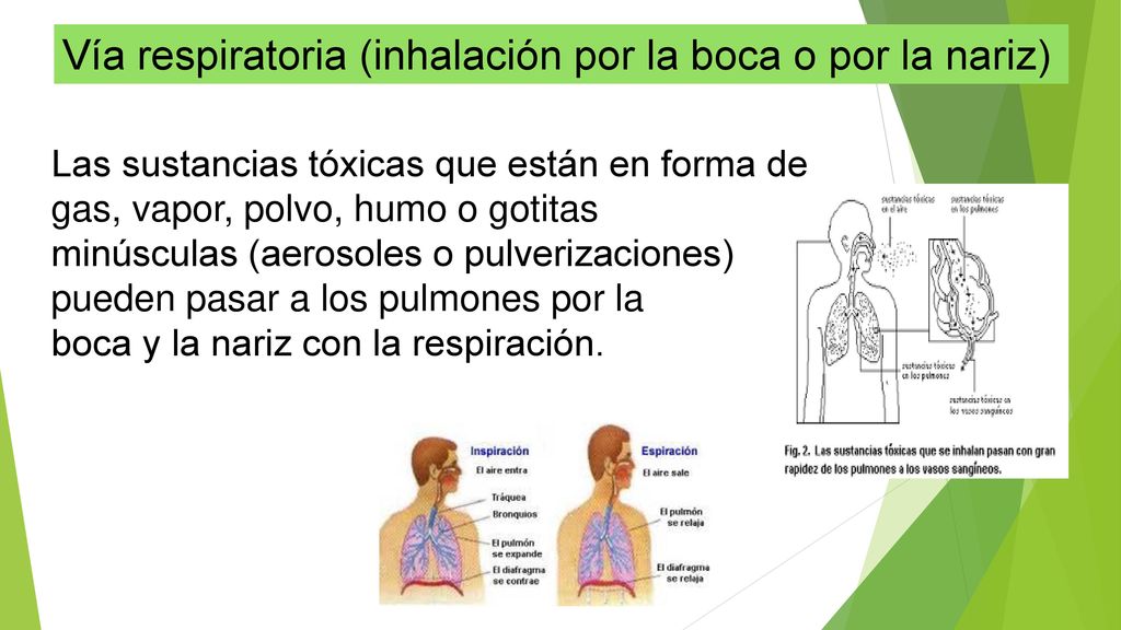 Vía respiratoria (inhalación por la boca o por la nariz)
