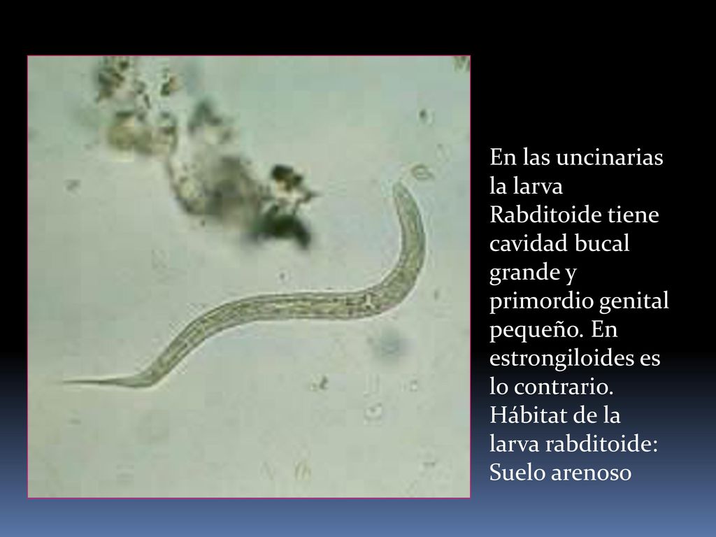 En las uncinarias la larva Rabditoide tiene cavidad bucal grande y primordio genital pequeño. En estrongiloides es lo contrario.