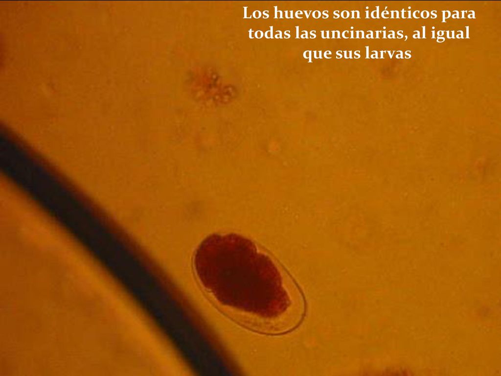 Los huevos son idénticos para todas las uncinarias, al igual que sus larvas