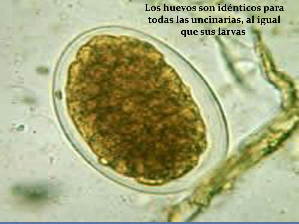 Los huevos son idénticos para todas las uncinarias, al igual que sus larvas
