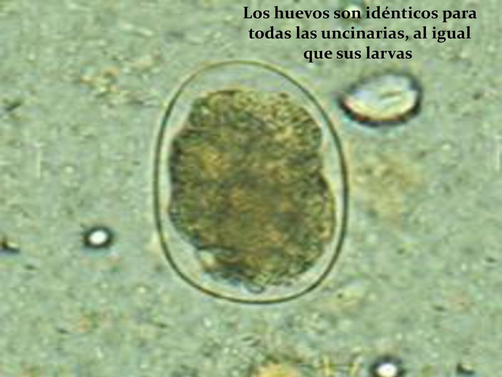 Los huevos son idénticos para todas las uncinarias, al igual que sus larvas