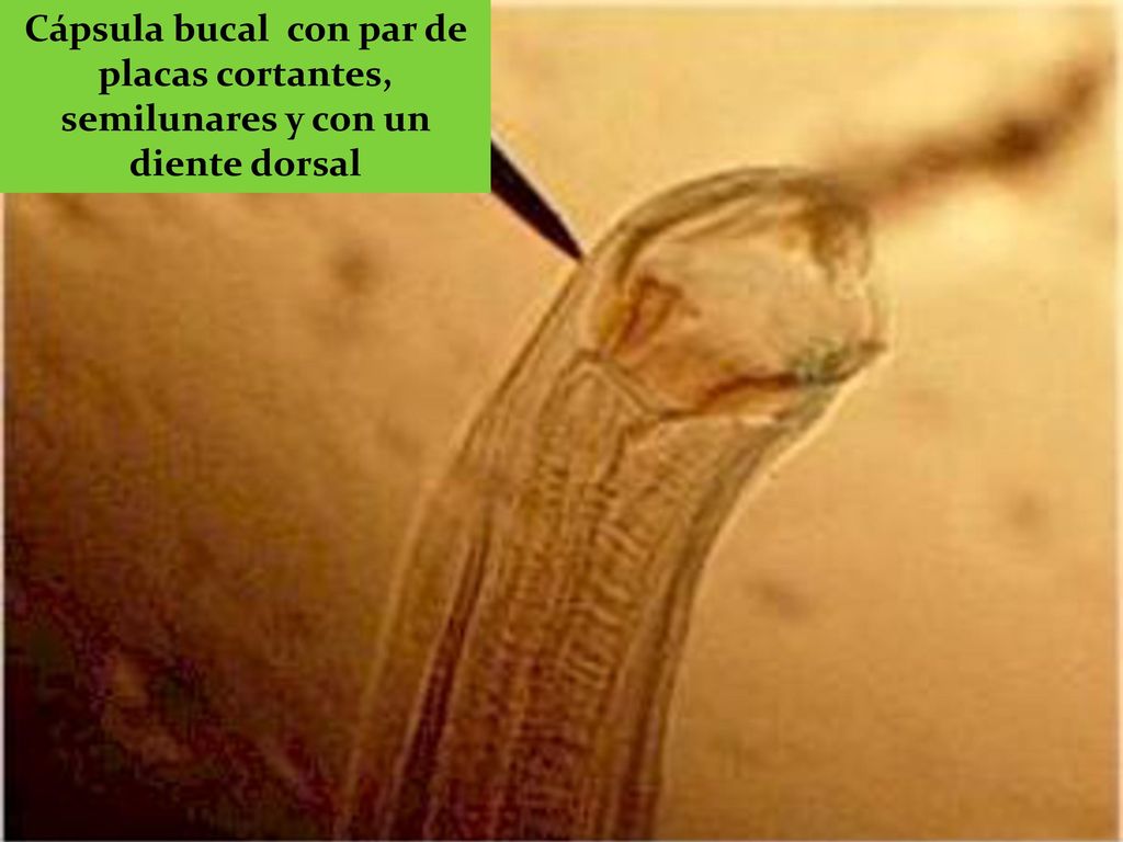 Cápsula bucal con par de placas cortantes, semilunares y con un diente dorsal