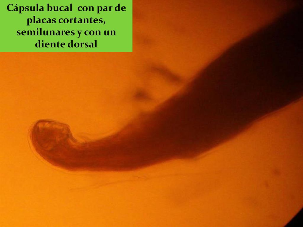 Cápsula bucal con par de placas cortantes, semilunares y con un diente dorsal