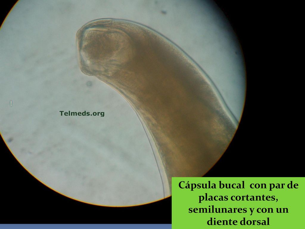 Cápsula bucal con par de placas cortantes, semilunares y con un diente dorsal