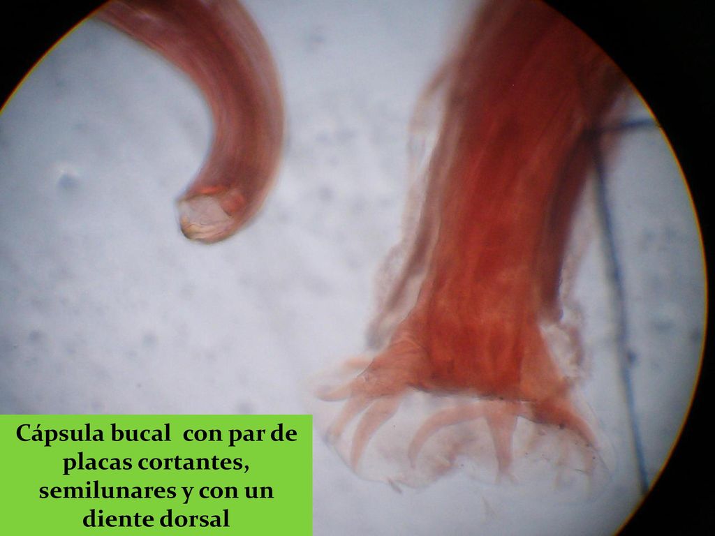 Cápsula bucal con par de placas cortantes, semilunares y con un diente dorsal