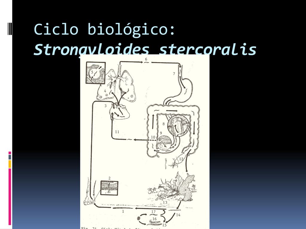 Ciclo biológico: Strongyloides stercoralis