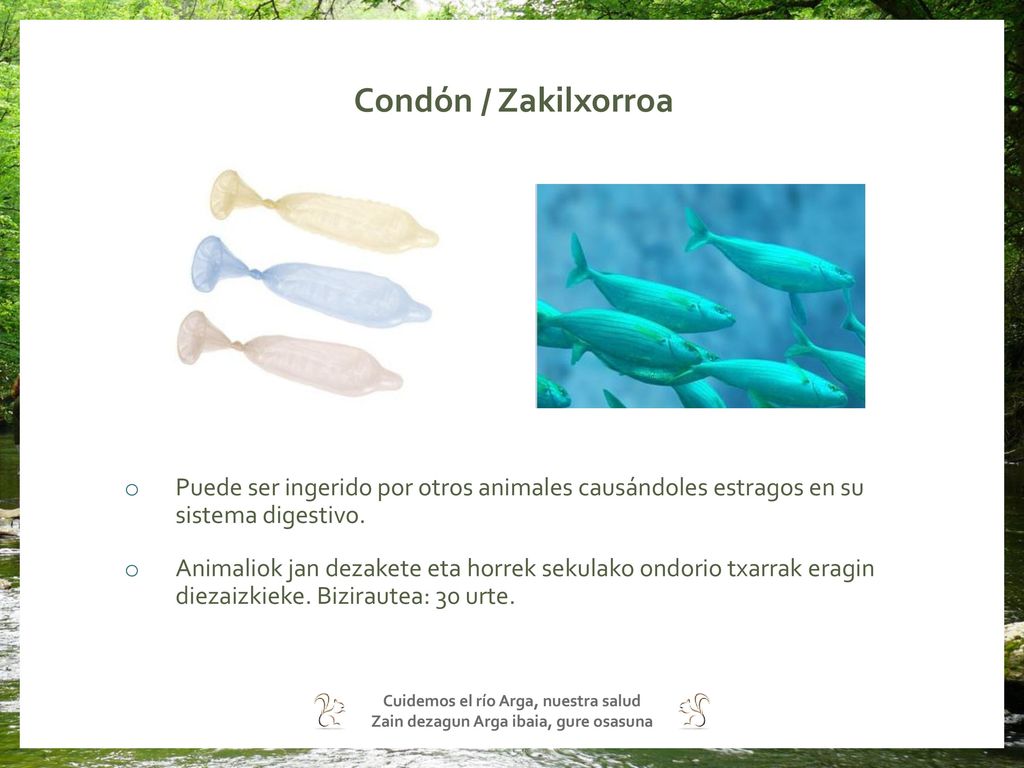 Condón / Zakilxorroa Puede ser ingerido por otros animales causándoles estragos en su sistema digestivo.