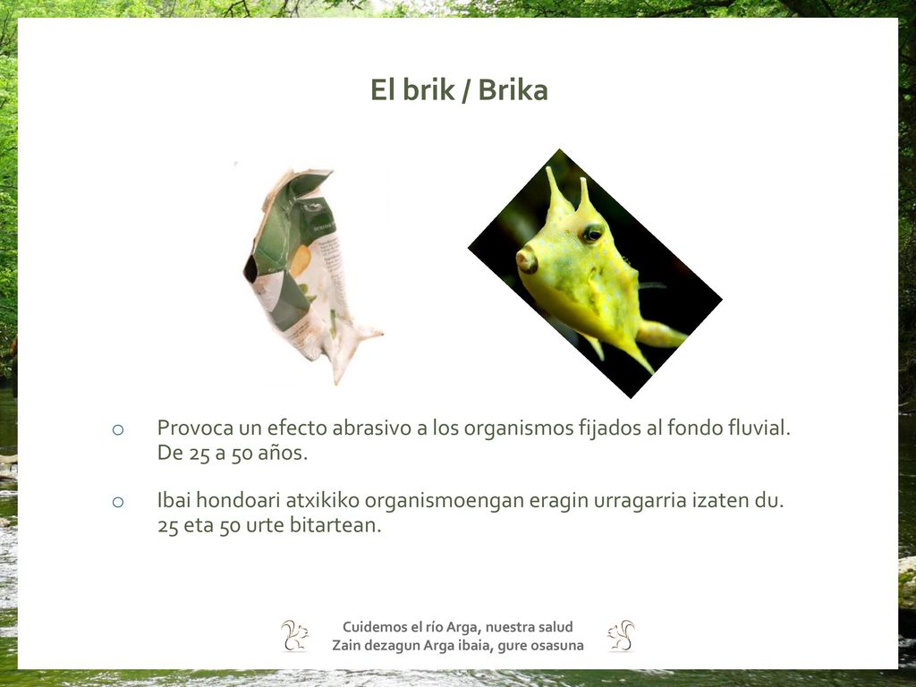 El brik / Brika Provoca un efecto abrasivo a los organismos fijados al fondo fluvial. De 25 a 50 años.