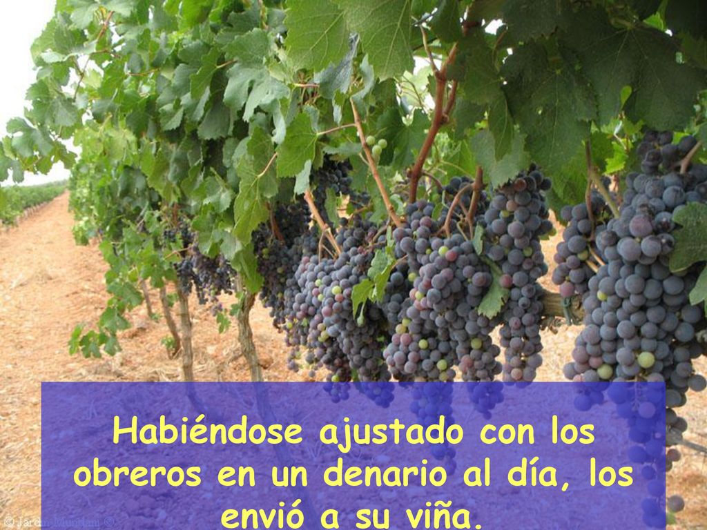 Habiéndose ajustado con los obreros en un denario al día, los envió a su viña.