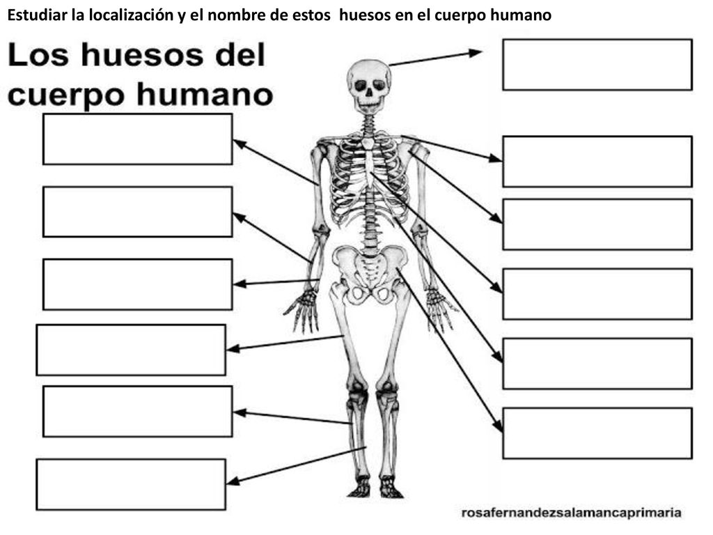 Estudiar la localización y el nombre de estos huesos en el cuerpo humano