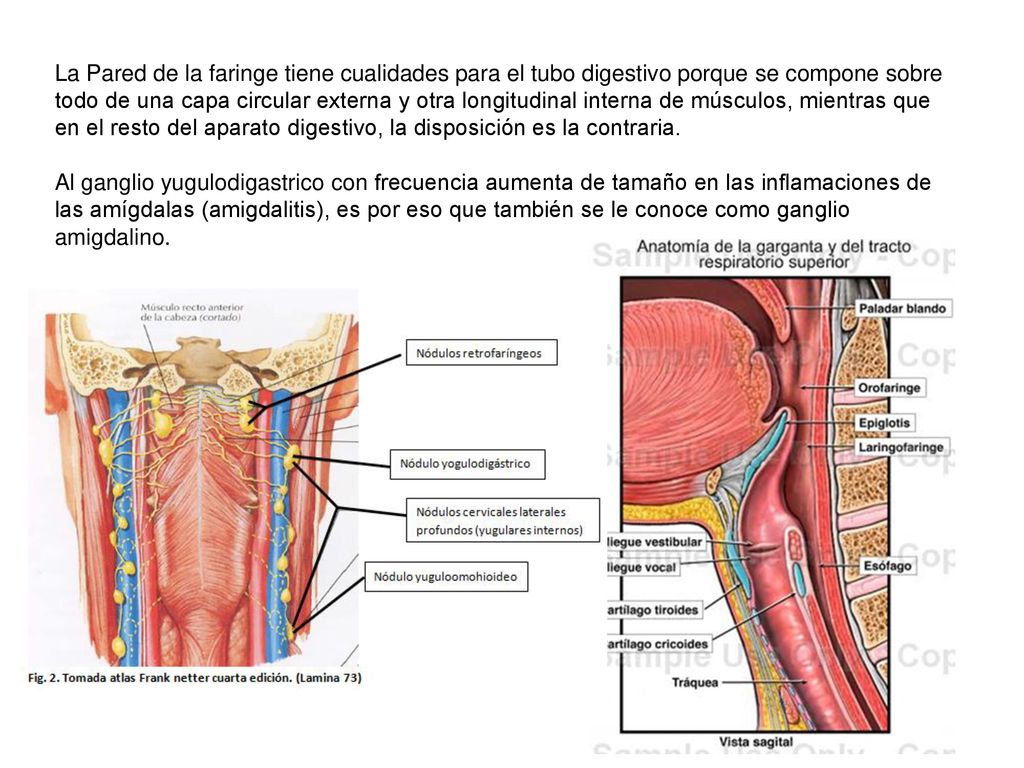 La Pared de la faringe tiene cualidades para el tubo digestivo porque se compone sobre todo de una capa circular externa y otra longitudinal interna de músculos, mientras que en el resto del aparato digestivo, la disposición es la contraria.
